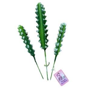 CACTUS 3PÇS 19CM